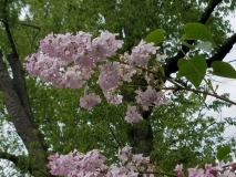 Pink_Cloud_20170523_RBG_MLD_3