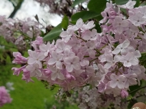 Pink_Cloud_20170523_RBG_MLD_4