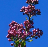 Pink_Cloud_20230427_HKLG_MLD