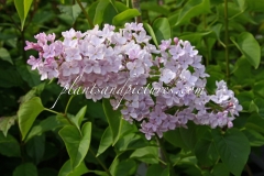 Pink_Cloud_Klager_2010_BN_RHT