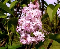 Pink_Cloud_Klager_HKLG_MLD