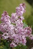 Pink_Cloud_Klager_ZB