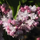 Pink_Dan_200805_RHC_2