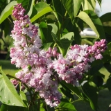 Pink_Dan_200805_RHC_3
