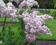 Pink_Dan_BP
