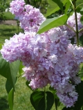 Pink_Dan_MF_FM