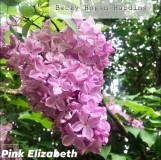 Pink_Elizabeth_2021_HKG_BHH