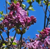 Pink_Elizabeth_20230427_HKLG_MLD