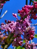 Pink_Elizabeth_20230427_HKLG_MLD_2