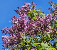 Pink_Elizabeth_20230427_HKLG_MLD_3