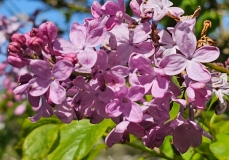 Pink_Elizabeth_20230427_HKLG_MLD_4