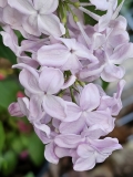 Pink_Elizabeth_20230518_MLD_MLD