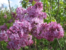 Pink_Elizabeth_BP