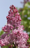 Pink Elizabeth