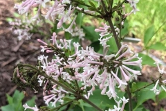 Pink Flower Select (Dream Cloud)