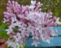 Pink_Ice_201606_SH_HI_1