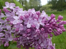 Pink_Lace_201906_RBG_MLD_3