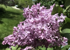Pink_Lace_20240525_Vermont_JJM