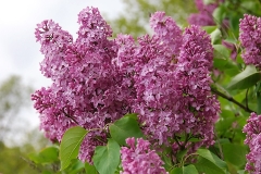 Pink_Lace_ZB_1