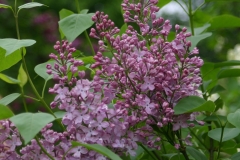 Pink Mist