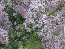 Pink_Mist_2003_HP_MM__DM
