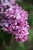 Pink_Mist_2014_BLBG_MLD_1