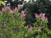 Pink_Mist_2020_Washington_MAE