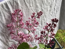 Pink_Mist_2020_Washington_MAE_2