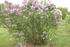 Pink_Mist_ZB_1