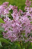 Pink_Mist_ZB_2