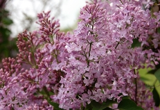 Pink_Mist_ZB_3