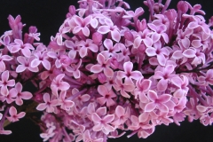 Pink Parasol