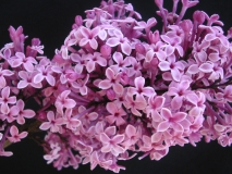 Pink_Parasol_LNT