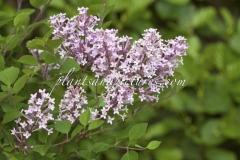 Pink_Perfume_2011_BN_RHT_1