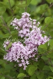 Pink_Perfume_2011_BN_RHT_2