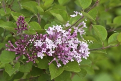 Pink_Perfume_2011_BN_RHT_3