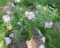 Pink_Perfume_2011_BN_RHT_5