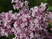 Pink_Perfume_2011_BN_RHT_6
