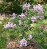 Pink_Perfume_2011_BN_RHT_7
