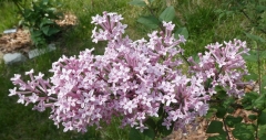 Pink_Perfume_2011_BN_RHT_8