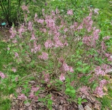 Pink_Perfume_20220503_MLD_MLD_1
