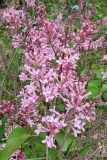 Pink_Perfume_20220503_MLD_MLD_2