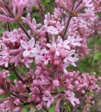 Pink_Perfume_20220503_MLD_MLD_3