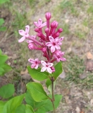 Pink_Perfume_20220621_MLD_MLD