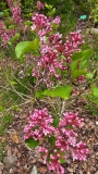 Pink_Perfume_20230503_MLD_MLD