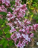Pink_Perfume_20230505_MLD_MLD