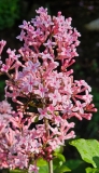 Pink_Perfume_20230509_MLD_MLD