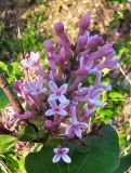Pink_Perfume_20240418_MLD_MLD