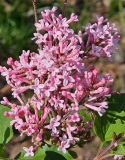 Pink_Perfume_20240420_MLD_MLD