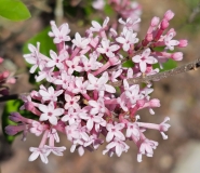 Pink_Perfume_20240422_MLD_MLD